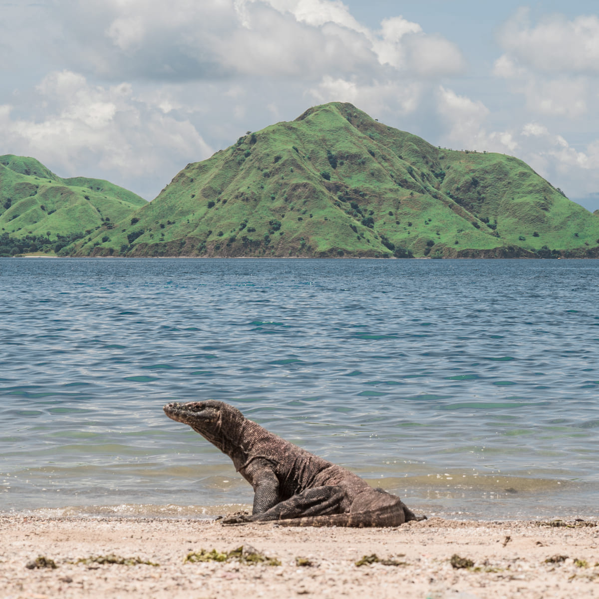 Komodo Island is the New Gateway to Indonesia - Labuan Bajo Tourism