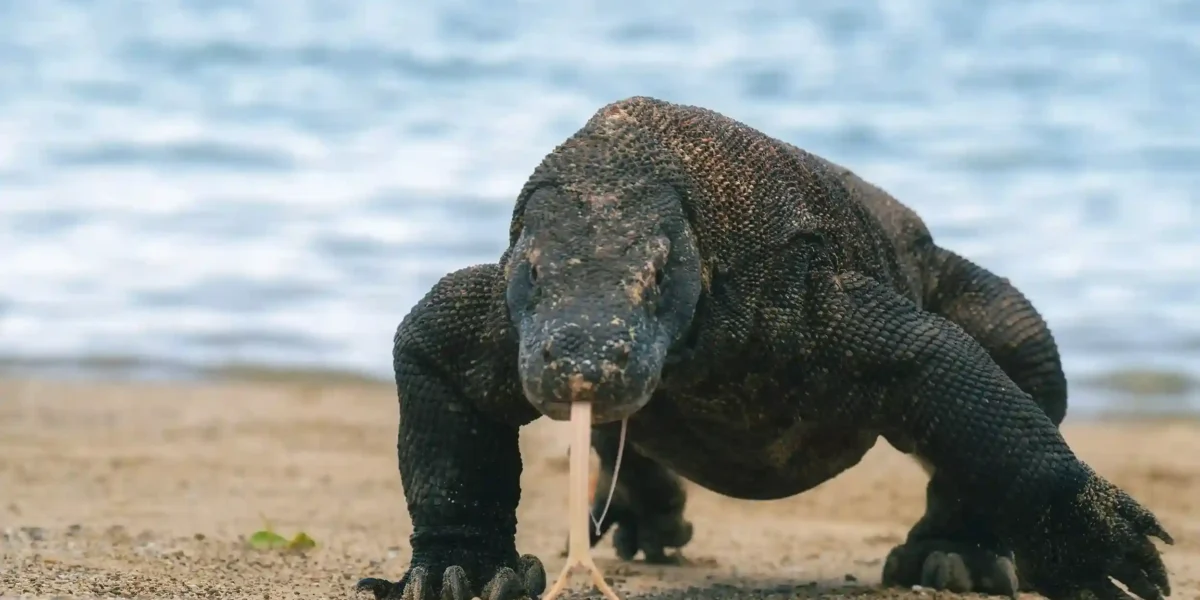 Komodowaran der Insel Komodo