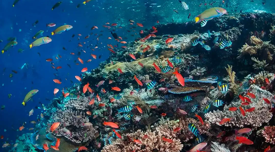 Batu Bolong Komodo