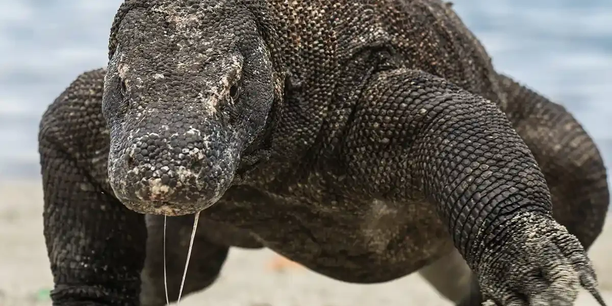 Komodowaran