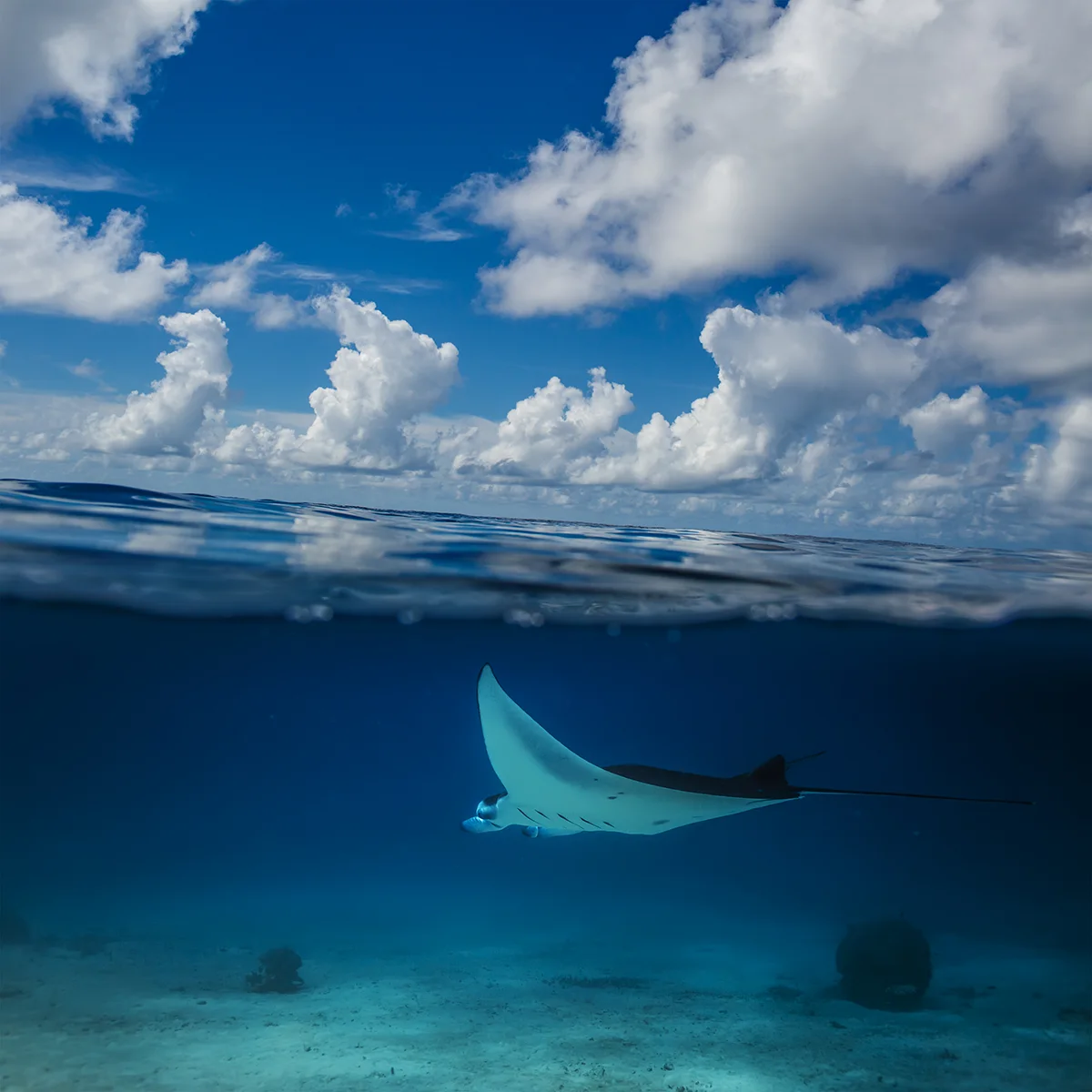 Manta Point Komodo
