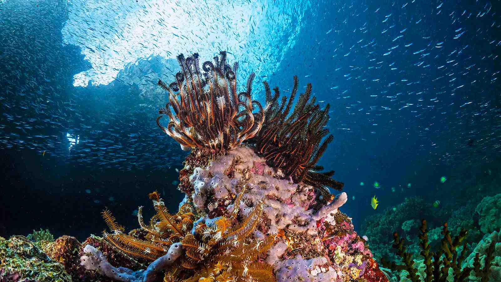 Isla Raimuti en la bahía de Cendrawasih | buceo organizada por Komodo Luxury