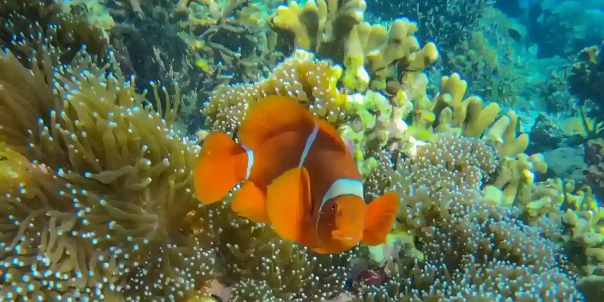 Ein Nemo wurde auf der Insel Sebayur gesichtet