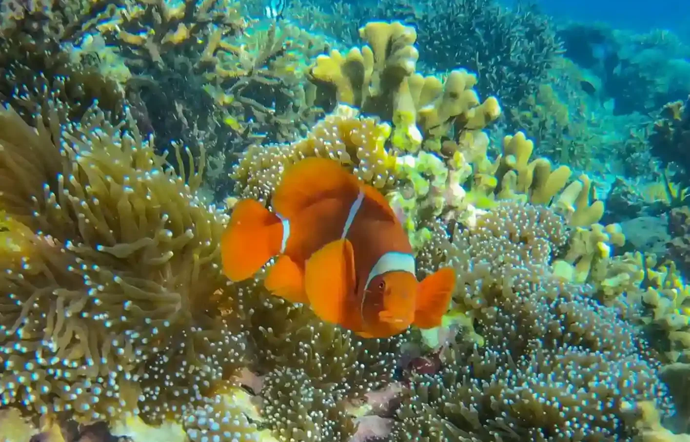 セバユール島でニモが発見された