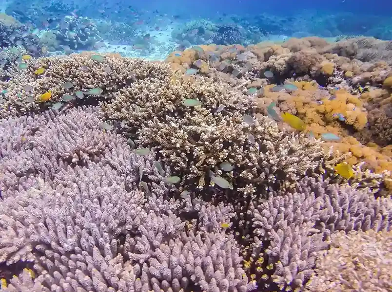 Das Unterwasserparadies von Komodo