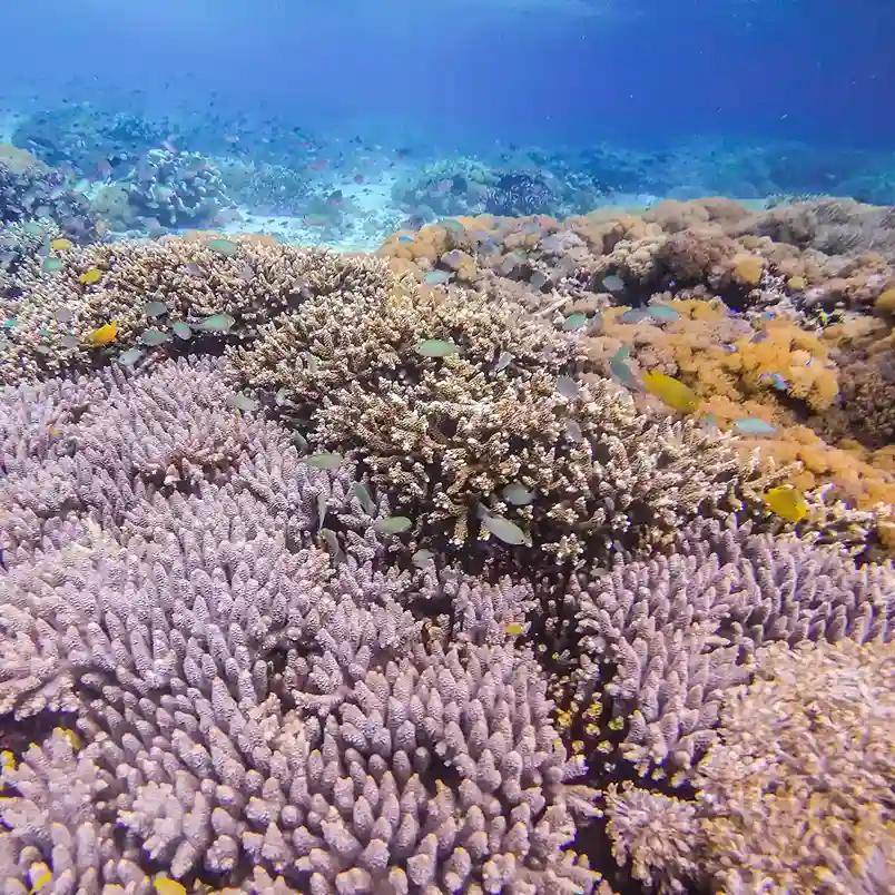 The Underwater Paradise of Komodo