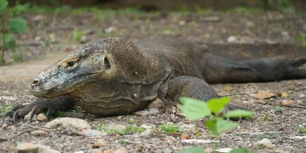 Der Komodowaran der Insel Komodo