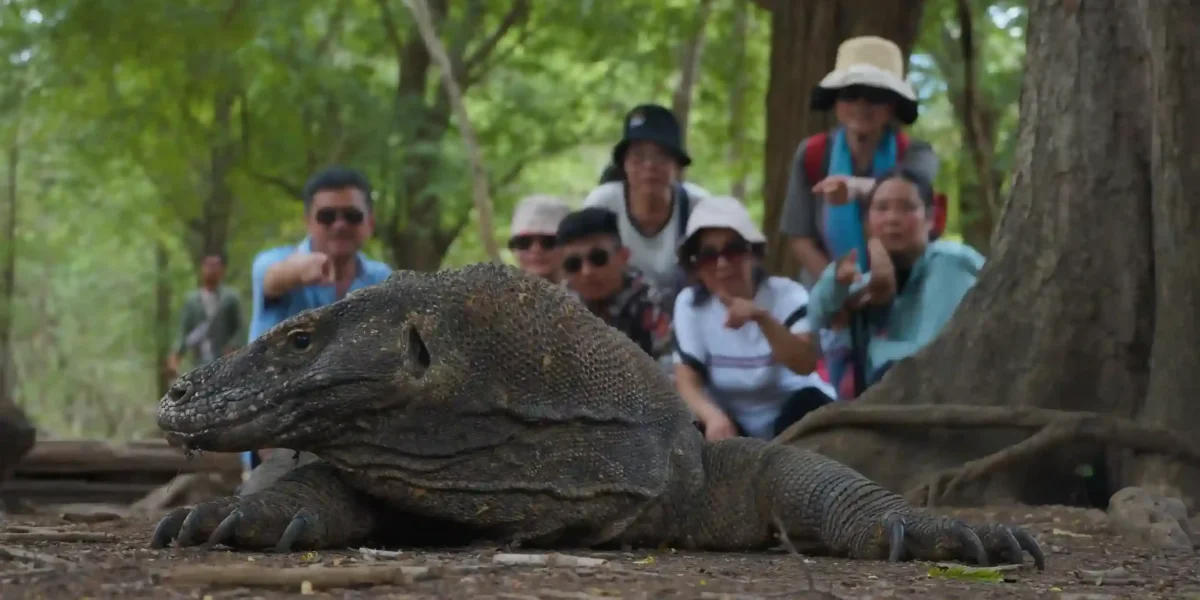 Die Touristen sahen Komodowaran der Insel Komodo