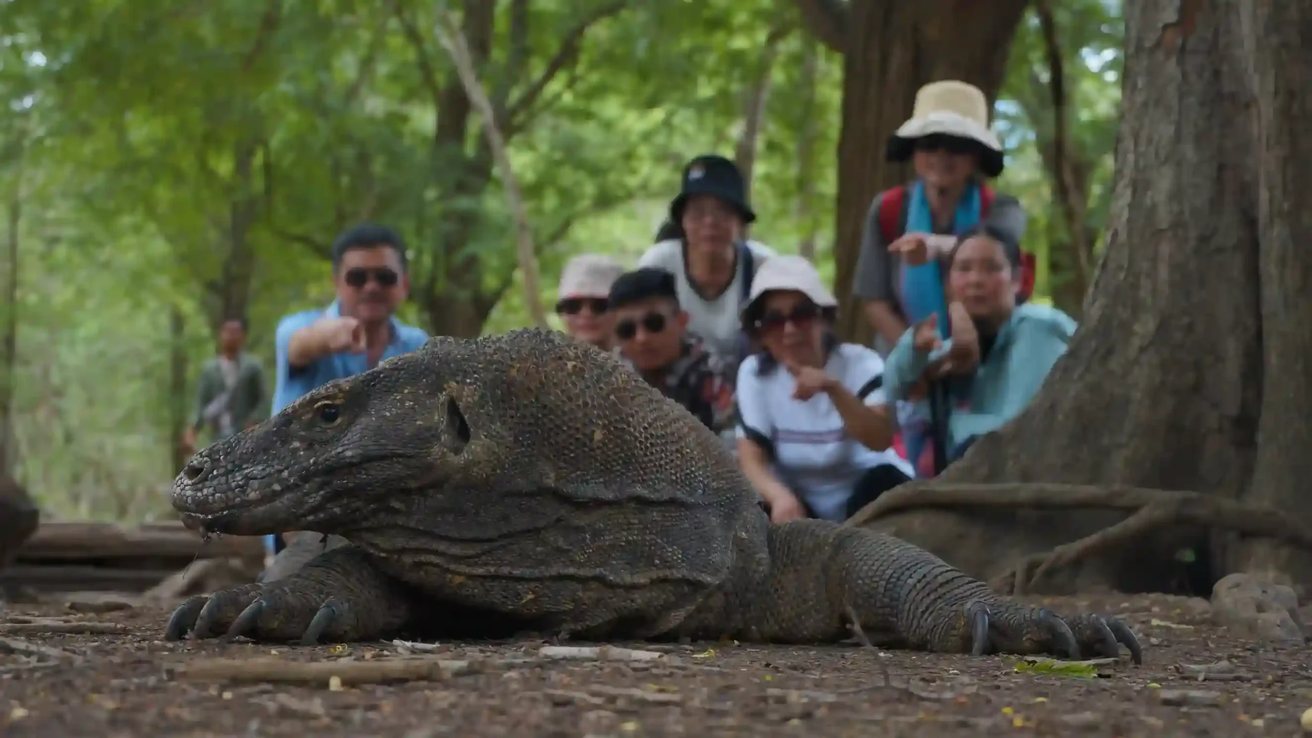 Die Touristen sahen Komodowaran der Insel Komodo