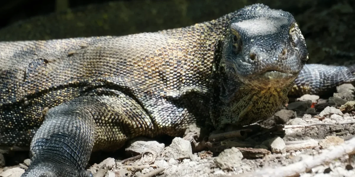 Der Komodowaran der Insel Komodo | Komodo Luxury