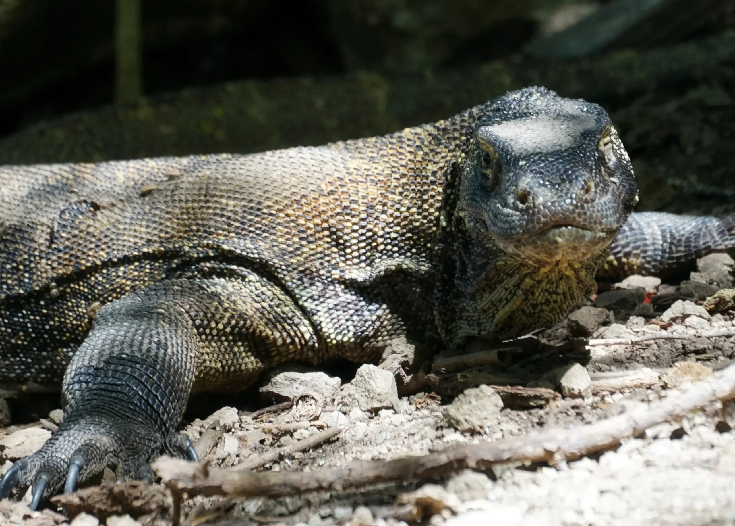 Der Komodowaran der Insel Komodo | Komodo Luxury