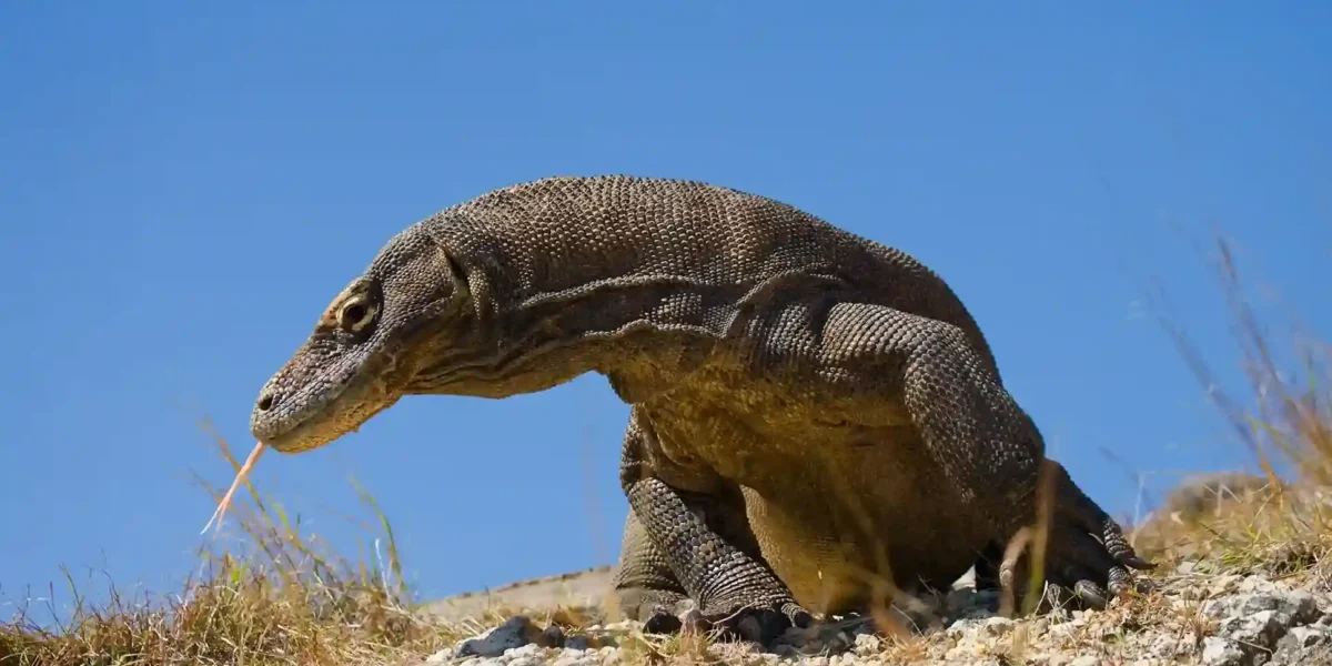 Der Komodowaran