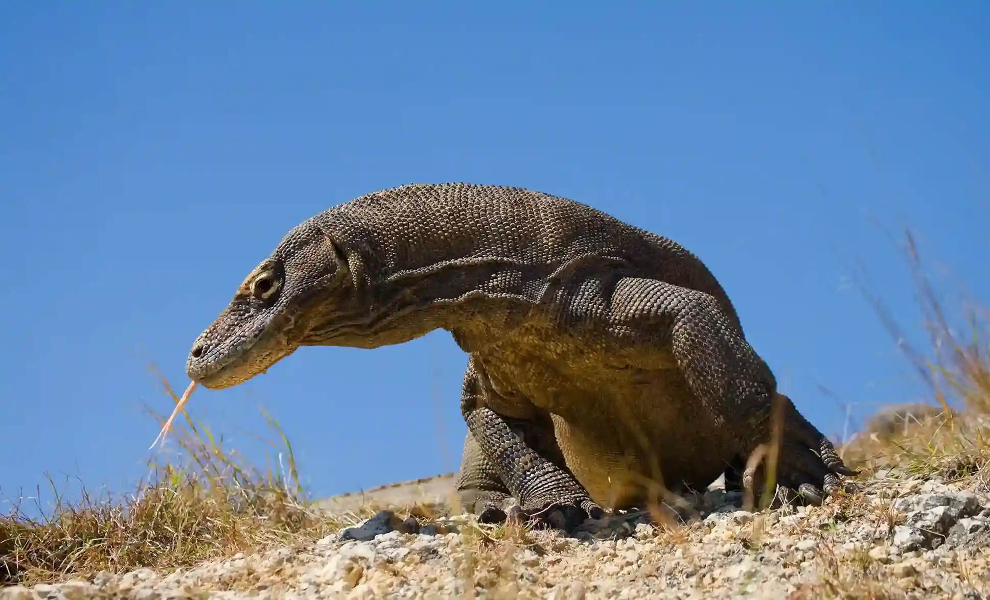 El dragón de Komodo