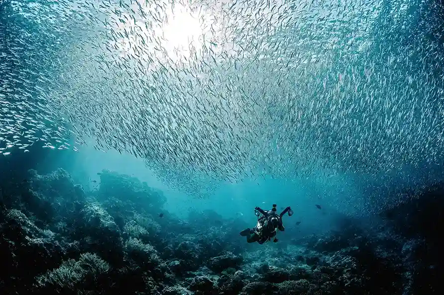 Schnorcheln in Raja Ampat