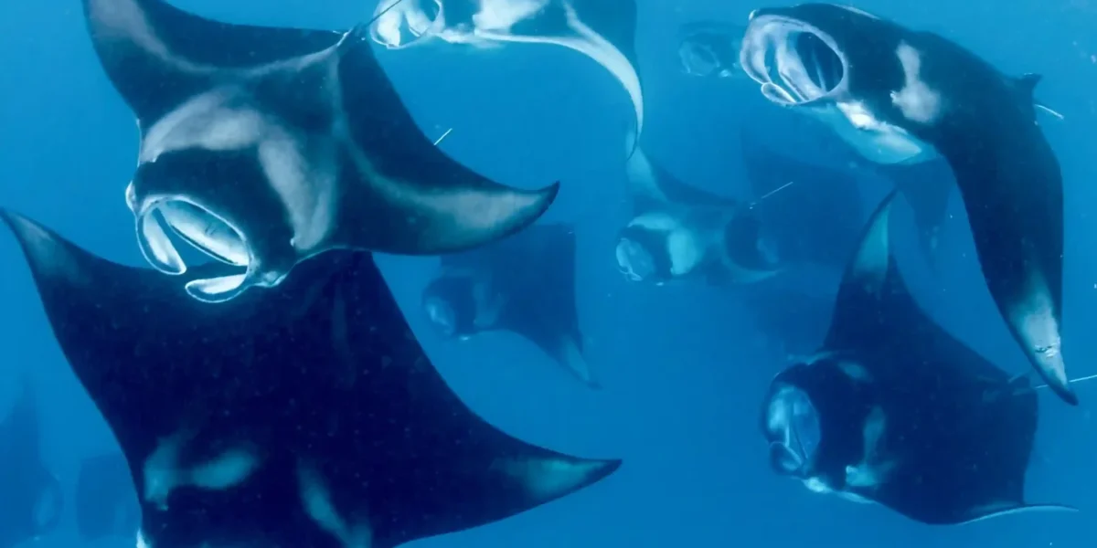 Manta-Rays-Point – Komodo Luxury