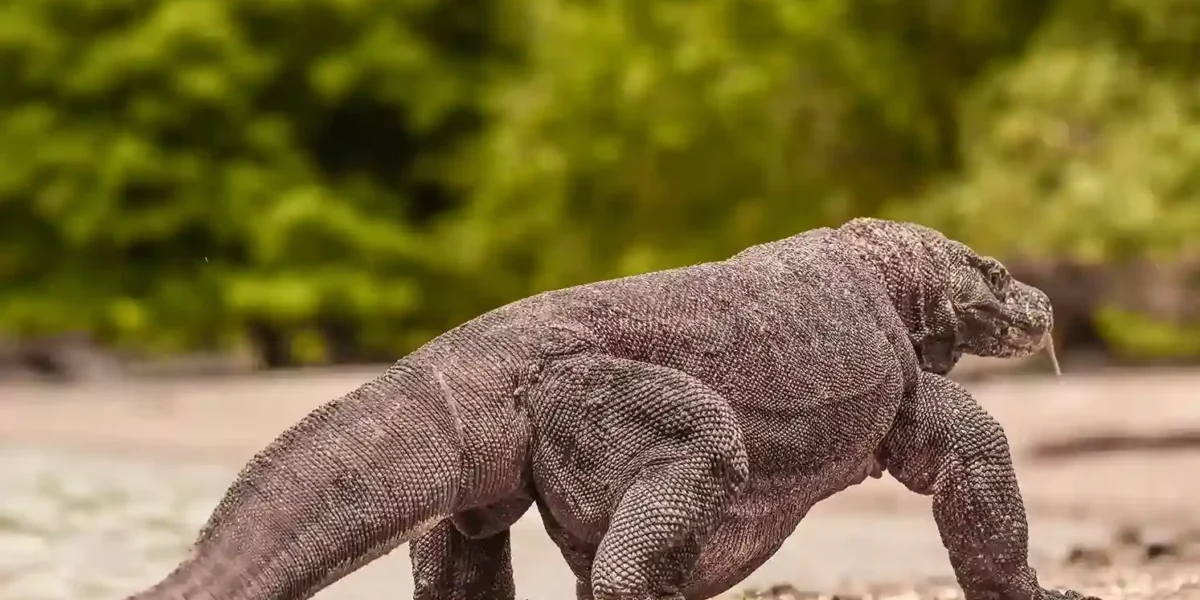 Komodowaran  Komodo Nationalpark