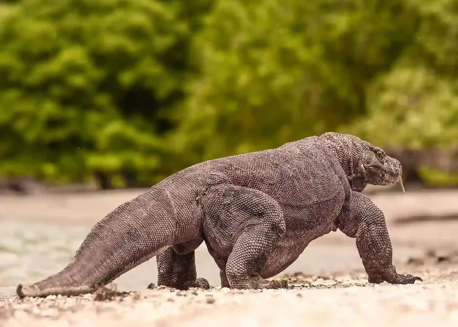 Komodowaran  Komodo Nationalpark