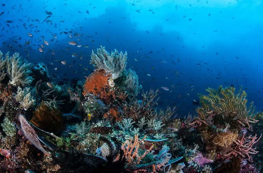 Shadow Reef