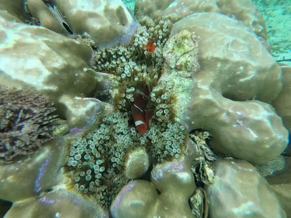 西阿巴島