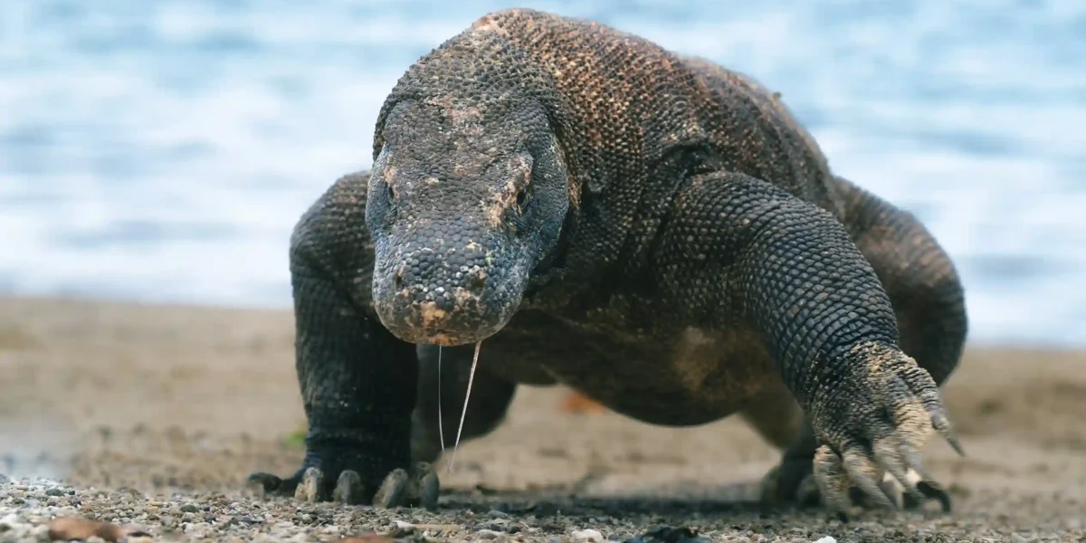 Komodowaran  Komodowaran in Australien?