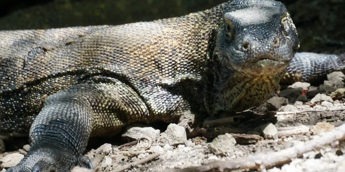 Naturerlebnis in Alaska vs. Komodo Nationalpark