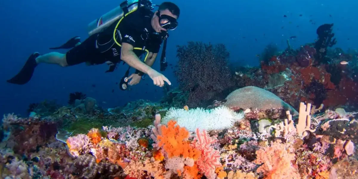 Tauchen Explorer | Komodo Luxury