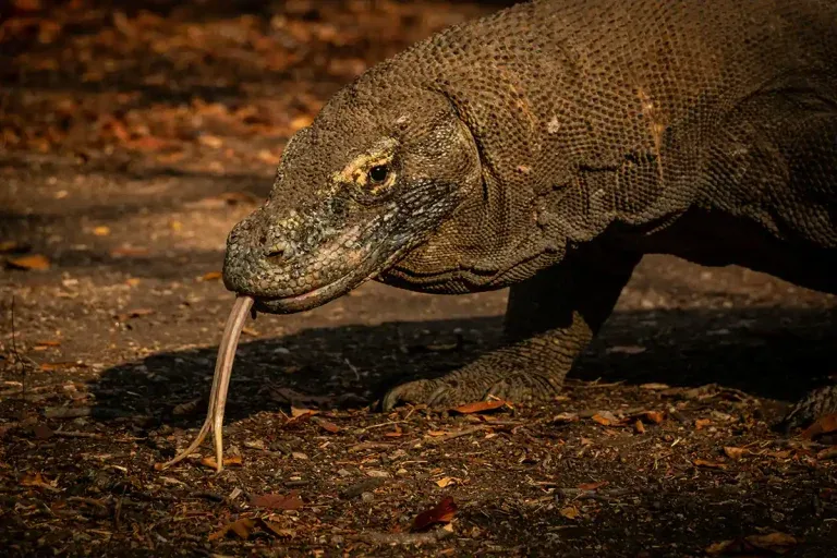 Titelbild: Von Dubai zum Komodo Nationalpark  KomodoLuxury