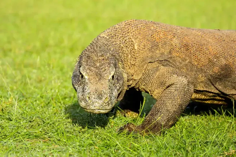 Titelbild: Reise von Istanbul zum Komodo Nationalpark  KomodoLuxury