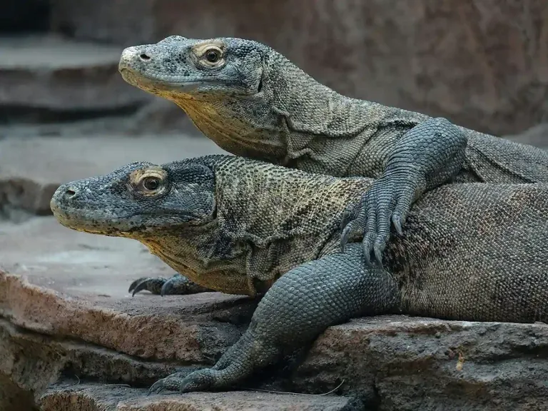 Titelbild: Von Vietnam zum Komodo Nationalpark  – KomodoLuxury