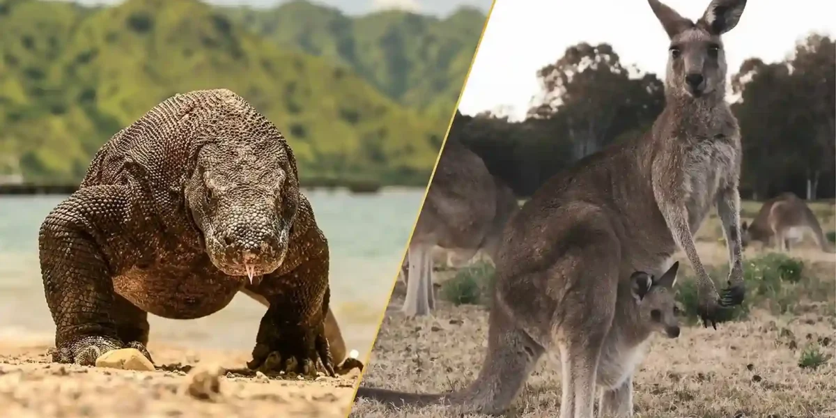 Wunderbare Tierwelt: Australiens Kängurus und Indonesien Komodowarane