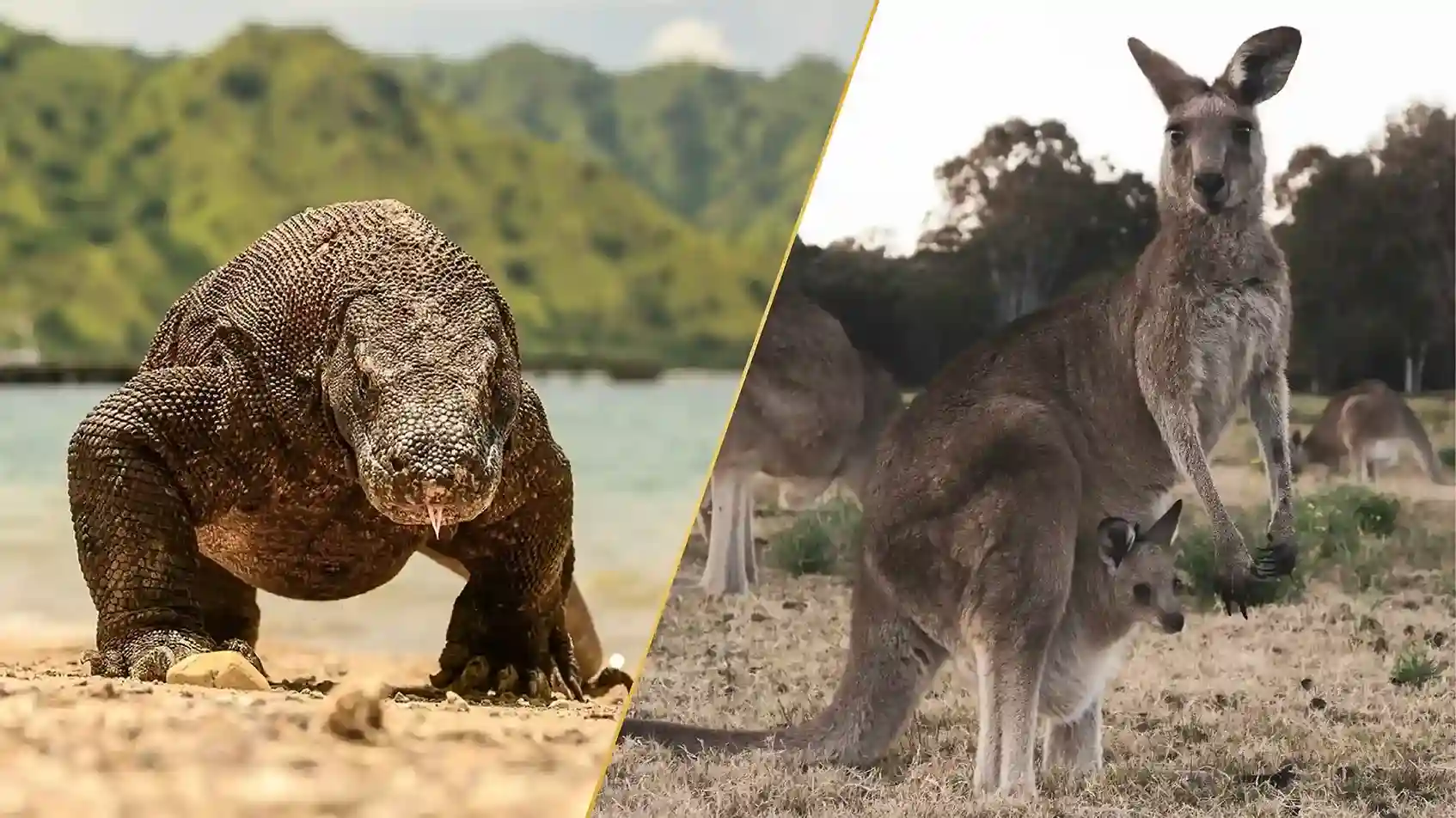 Keajaiban Satwa Liar: Kanguru Australia dan komodo Indonesia