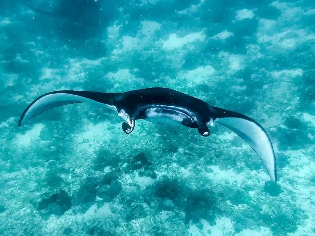 Manta Point