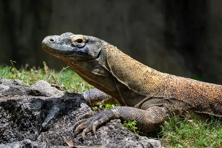 Von Thailand zum Komodo Nationalpark