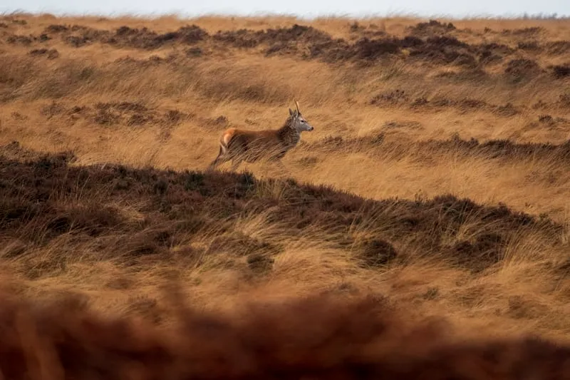 Die Tierwelt Großbritanniens (Quelle: Unsplash)