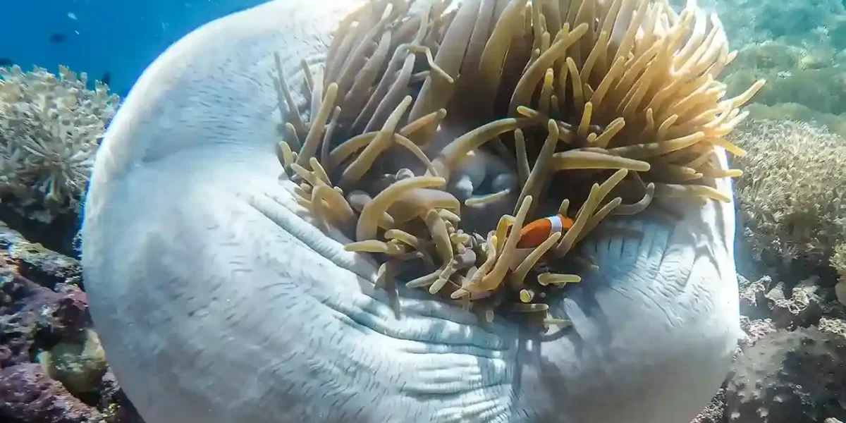 Yenbuba Underwater Raja Ampat – Komodo Luxury