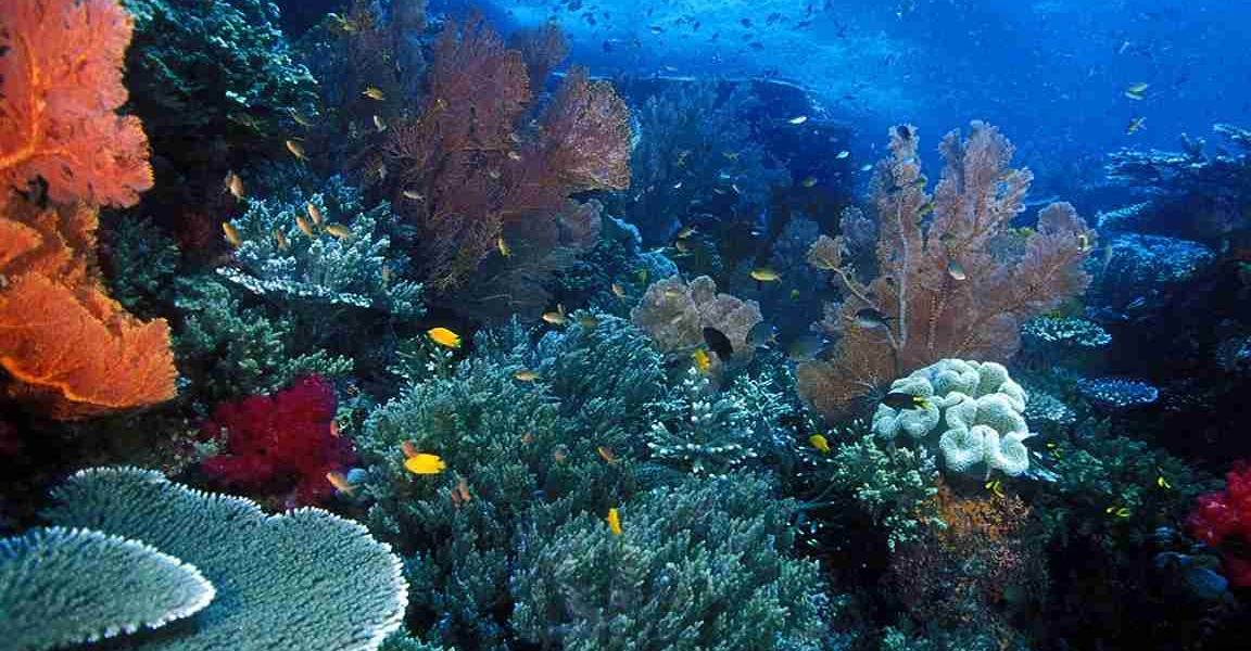 Tauchen Raja Ampat – KomodoLuxury