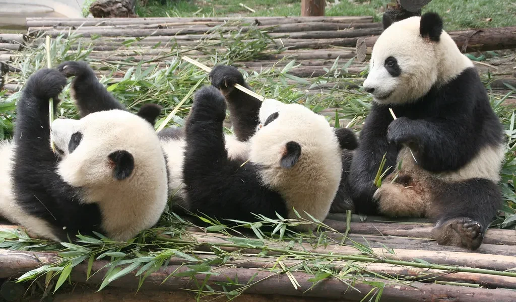 Pandas in China (Quelle: Flickr)