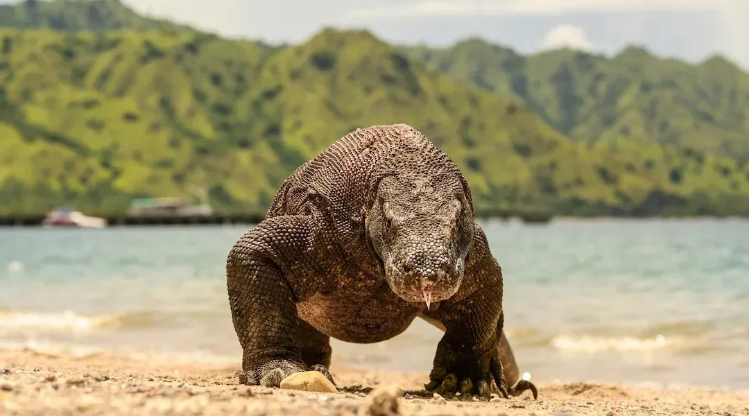 Komodowaran der Insel Komodo – Komodo Luxury