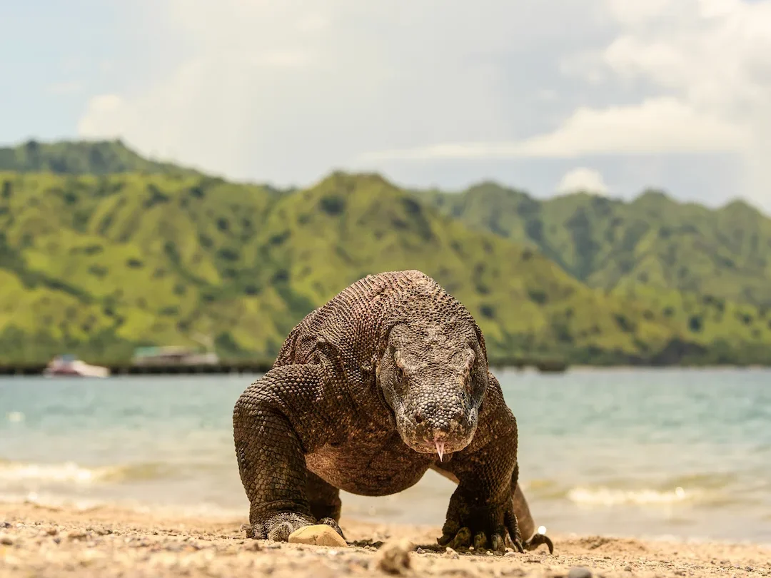 Komodo Dragon on Komodo National Park | Komodo Luxury