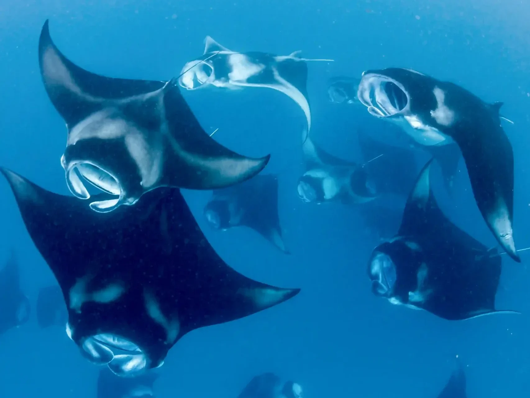 Manta Rays Point – Komodo Luxury