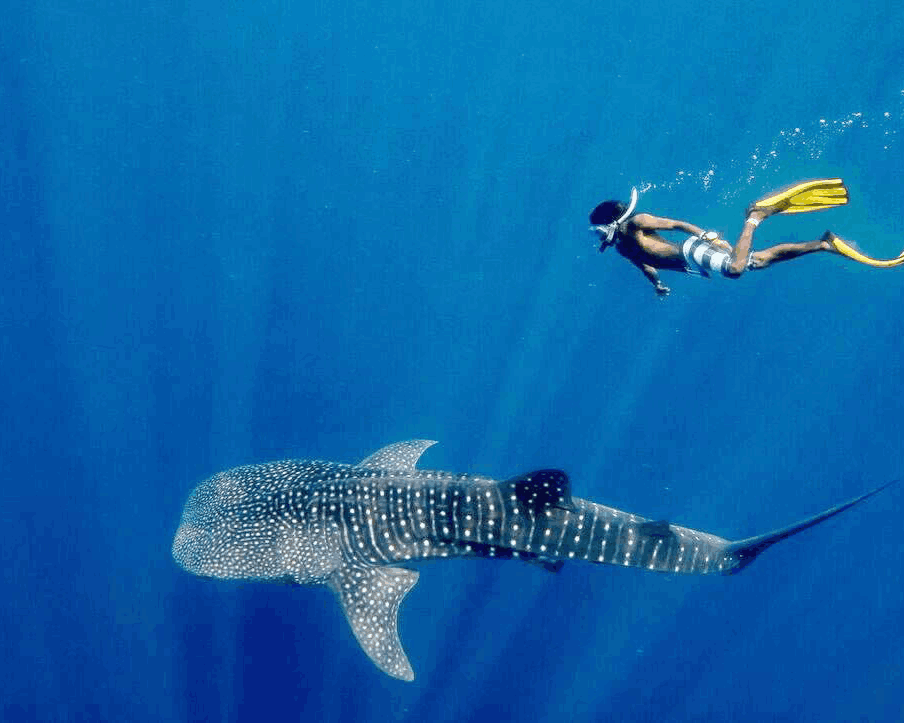 Whale Shark Point