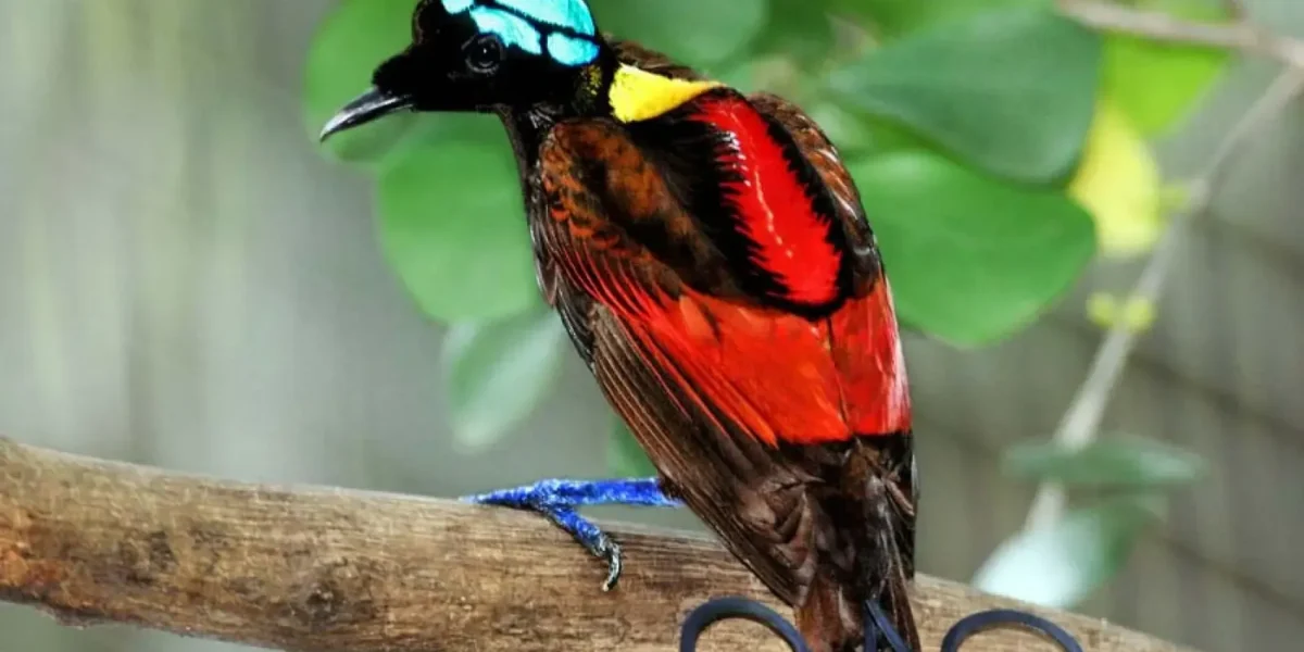 Wilsons Paradiesvogel (Quelle: animalia-bio)