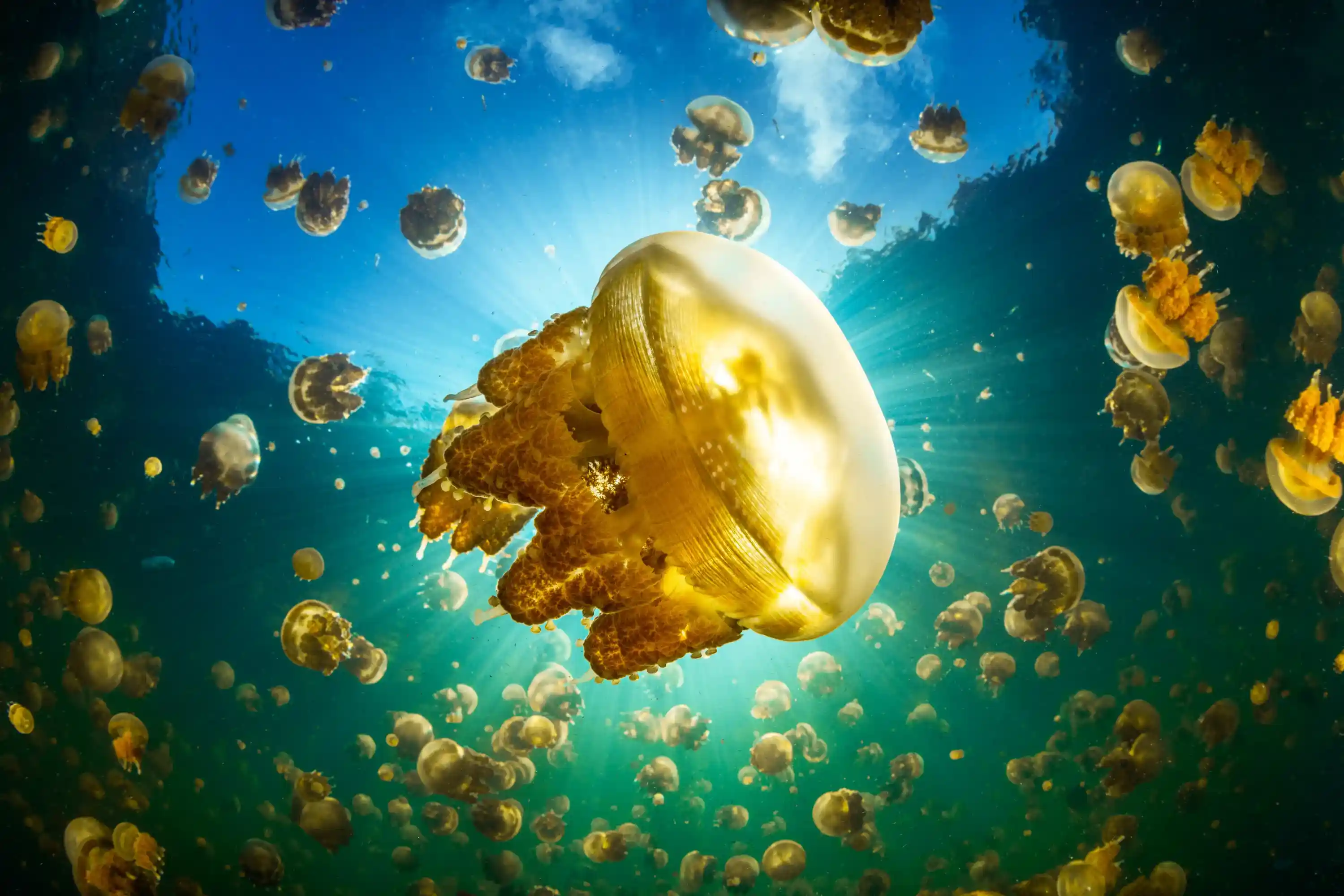 Lenmakana Jellyfish Lake, Raja Ampat (source: behance/gabriel-barathie)