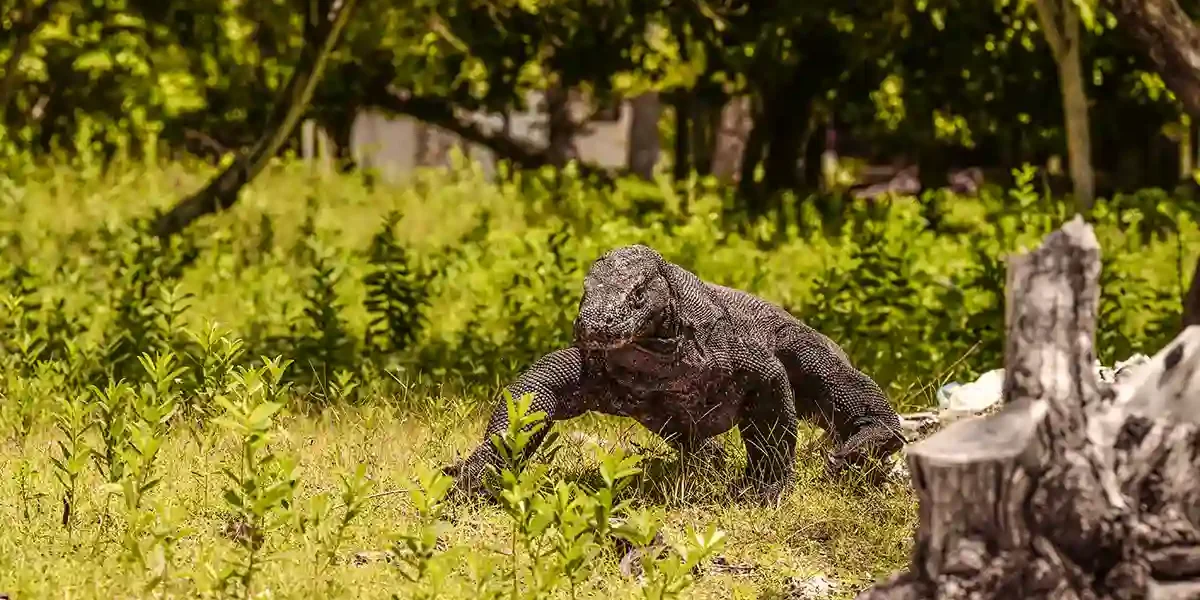 Woher kommen Komodowarane | Komodo Luxury