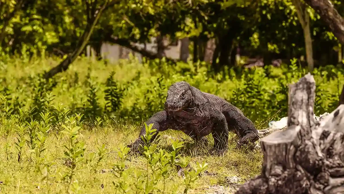 Woher kommen Komodowarane | Komodo Luxury