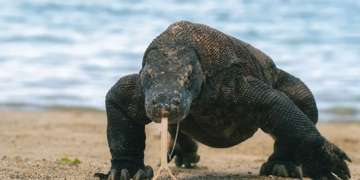 Komodowaran am Strand | Komodo Luxury