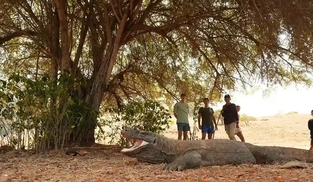 Komodowaran der Insel Komodo | Komodo Luxury