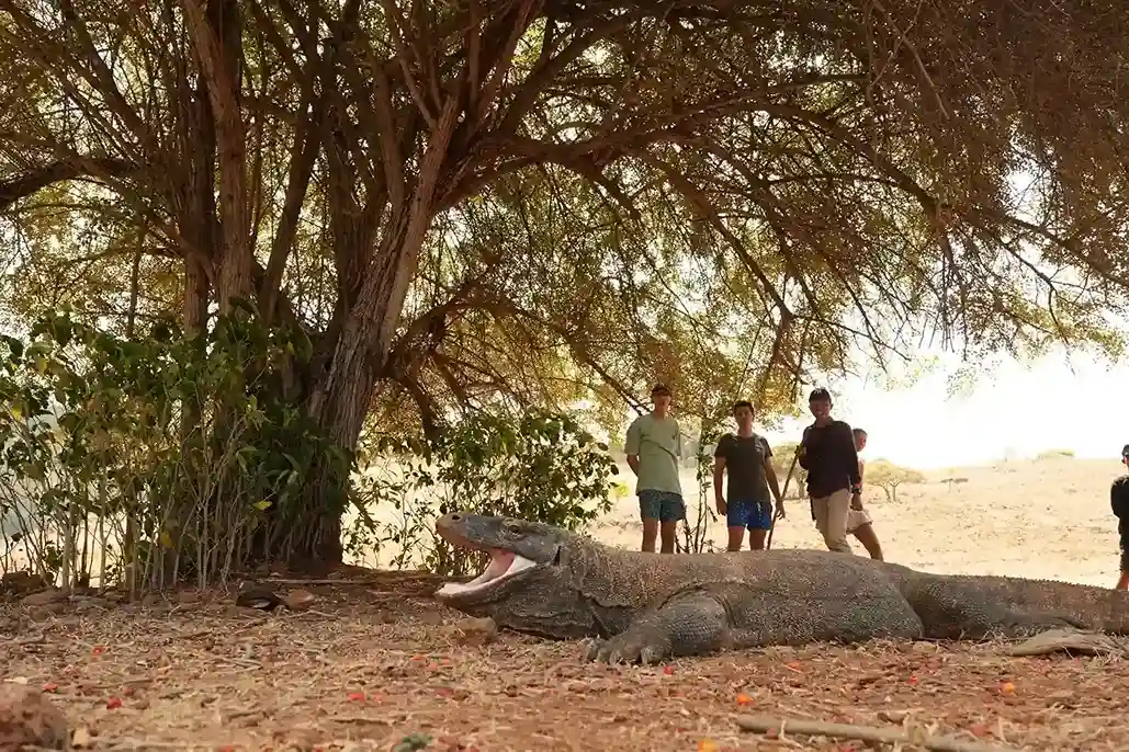 dragón de Komodo  Isla de Komodo Komodo Luxury