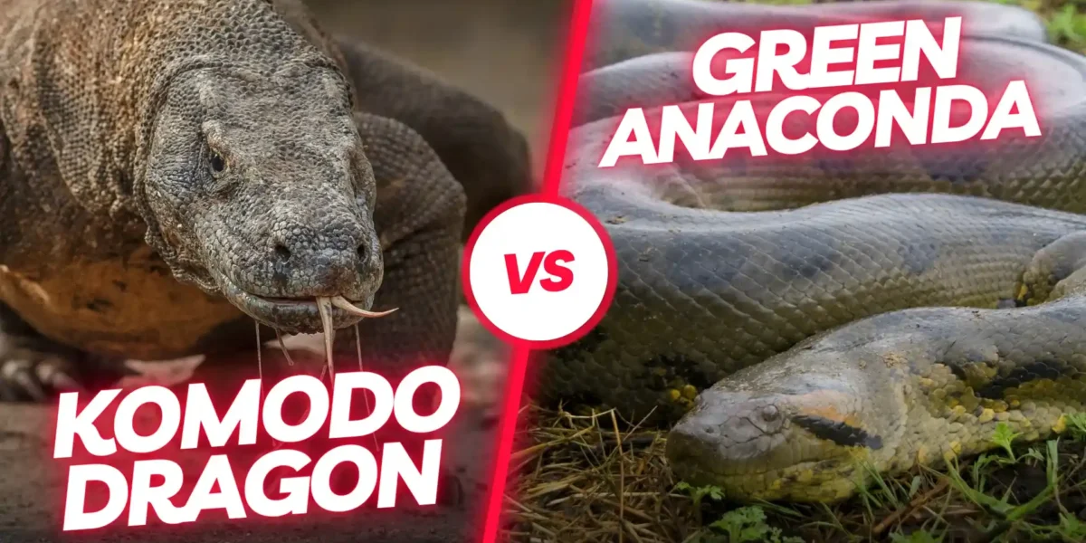 Komodowaran Anakonda | Komodo Luxury