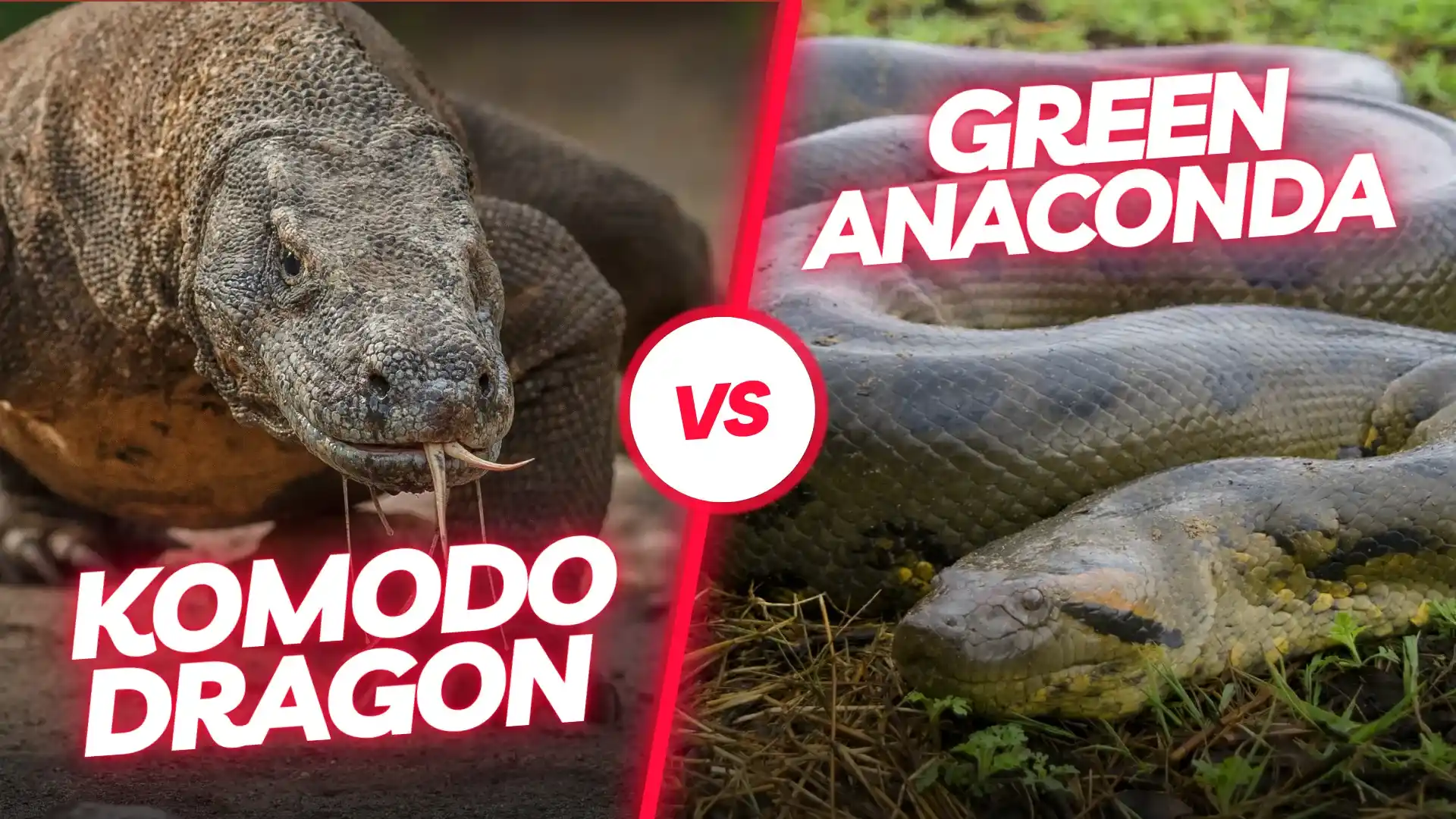 कोमोडो ड्रैगन बनाम एनाकोंडा | Komodo Luxury